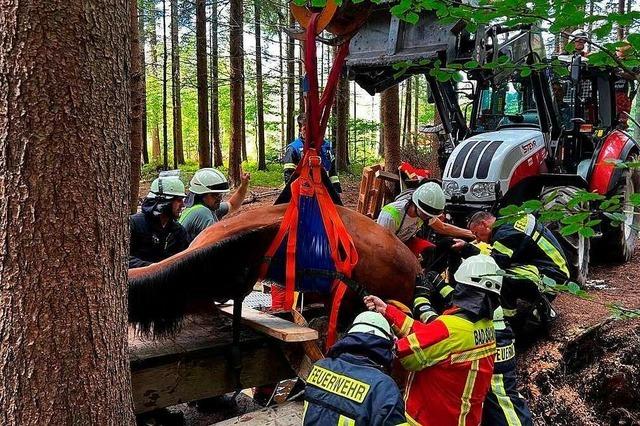 Feuerwehr rettet Pferd aus misslicher Lage im Wald bei Murg
