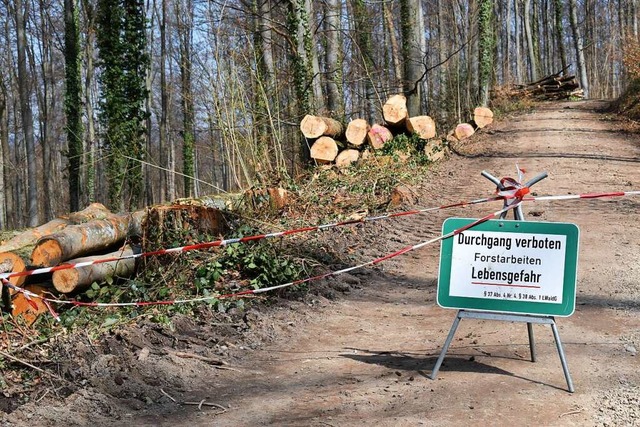 Nicht nur fr Passanten sind Baumflla...die Forstarbeiter selbst (Symbolfoto).  | Foto: Thomas Loisl Mink