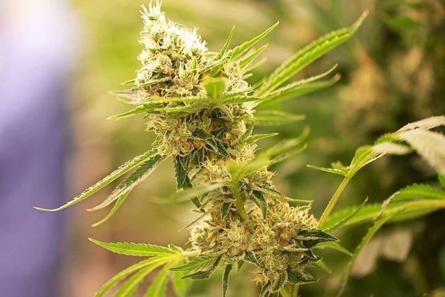 Experten: Cannabis-Legalisierung verstößt gegen EU-Recht