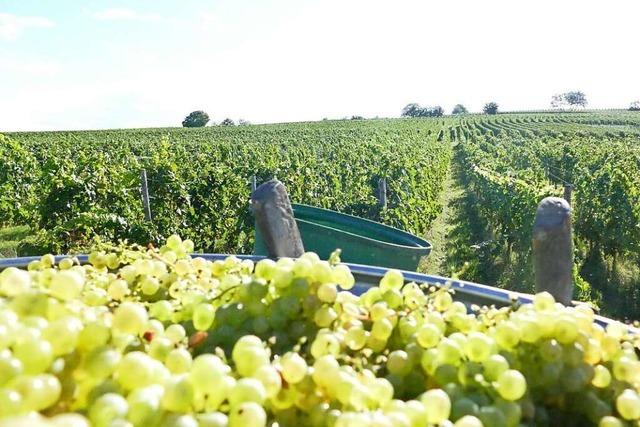 Warum ein Norsinger Winzer bei der Weinlese auf Handarbeit statt Vollernter setzt