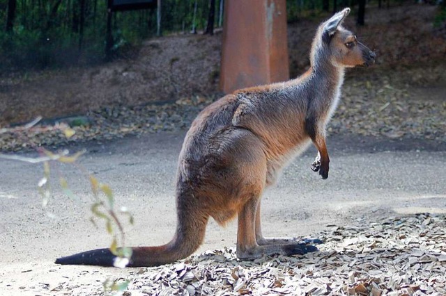 Das Knguru ist das Nationaltier der Australier (Symbolfoto).  | Foto: Carola Frentzen (dpa)