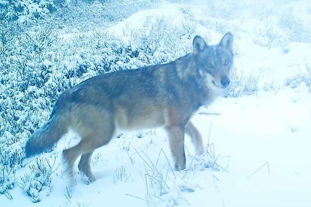 Experten bestätigen weitere Wolfsnachweise bei Simonswald