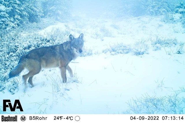 Dieses Foto wurde im April bei Simonsw...ch nicht mit letzter Gewissheit sagen.  | Foto: Forstliche Forschungs- und Versuchsanstalt Baden-Wrttemberg