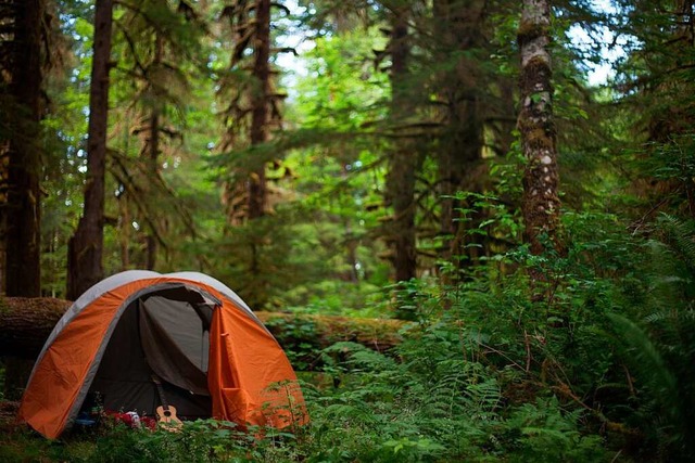 Um Natur und Tiere von Abfall und Lrm...tzen, ist das Campen im Wald verboten.  | Foto: Elana  (stock.adobe.com)