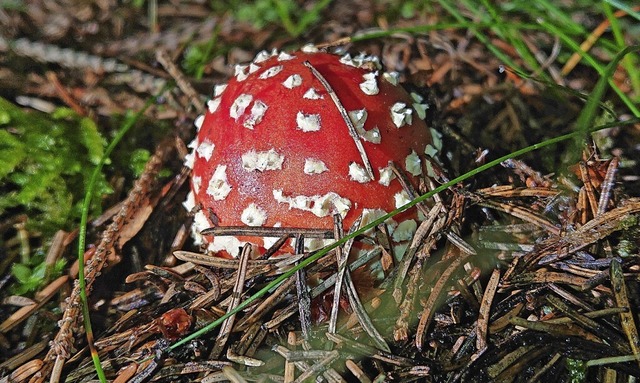   | Foto: Stefan Bchner / Naturschutzzentrum Sdschwarzwald