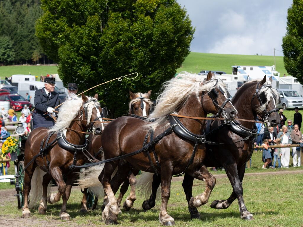 Beim Rossfest in St. Mrgen herrschte drei Tage lang ausgelassene Stimmung.