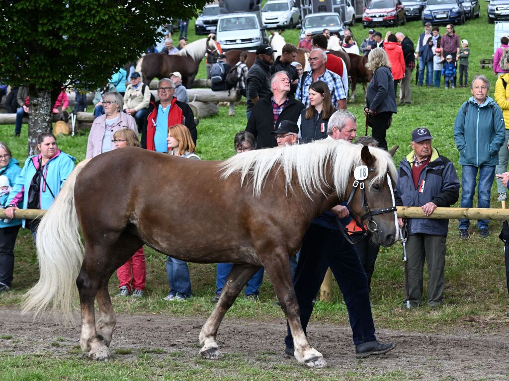 Beim Rossfest in St. Mrgen herrschte drei Tage lang ausgelassene Stimmung.