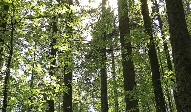 Zum Oberrieder Vermgen zhlen auch Waldflchen.  | Foto: Michael Drfler