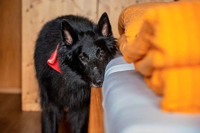 Suchhund Falko  | Foto: Jonas Hirt