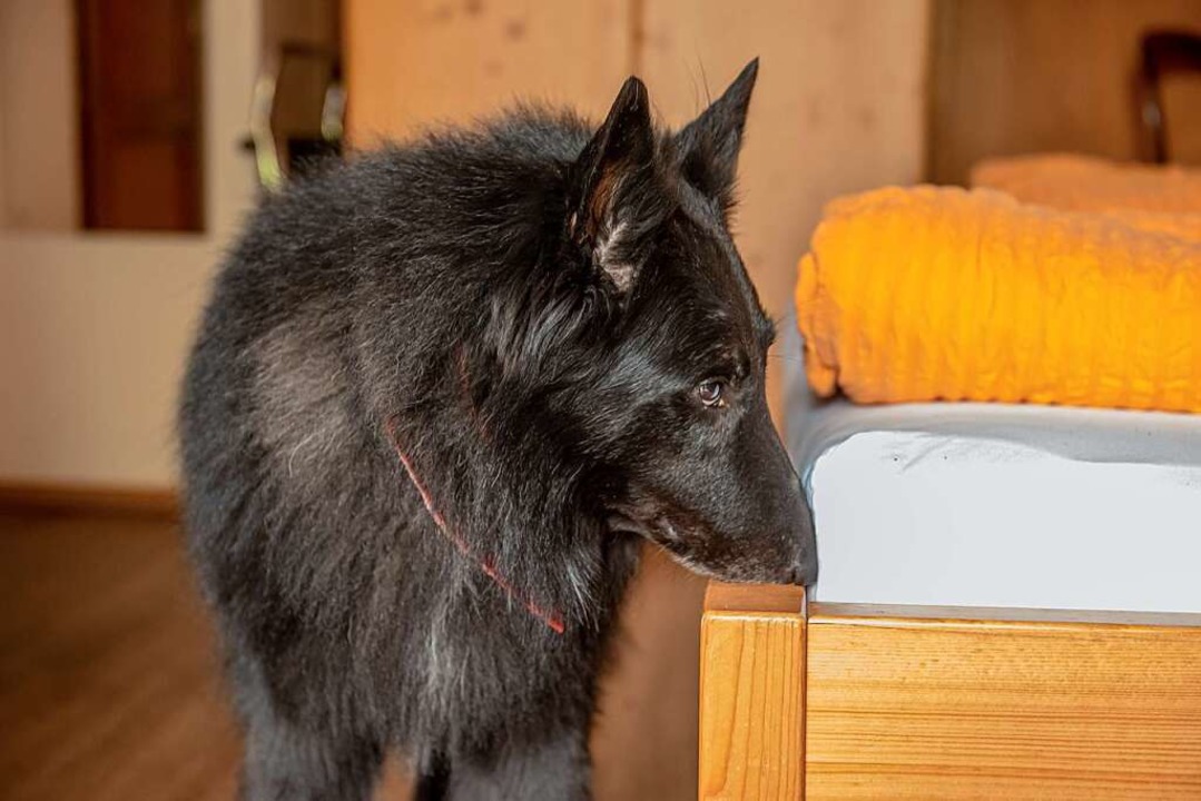 Suchhund Falko  | Foto: Jonas Hirt