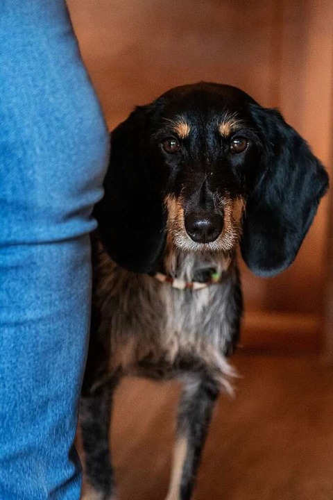 Suchhund Xenia  | Foto: Jonas Hirt