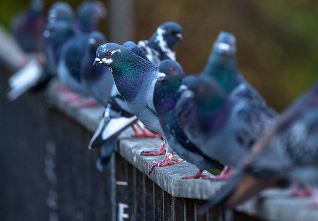 Stadttauben sind keine Wildtiere.  | Foto: Monika Skolimowska (dpa)