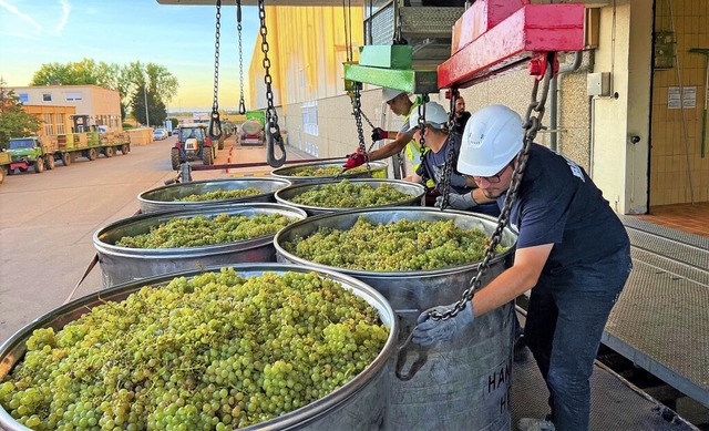   | Foto: Badischer Winzerkeller Breisach