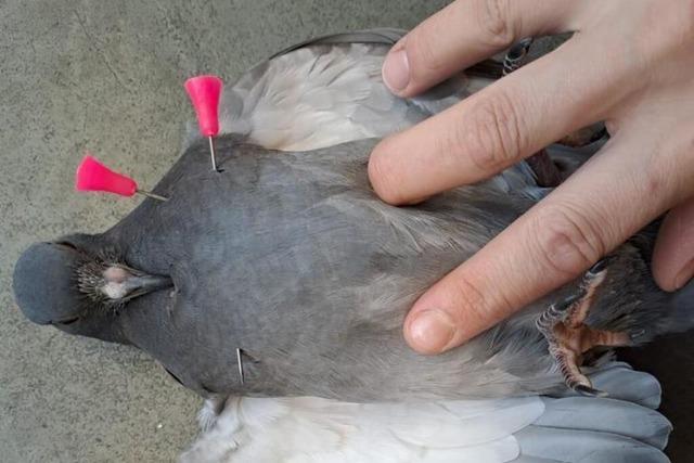 Unbekannte quälen eine Taube in Lahr wohl mit Blasrohrpfeilen