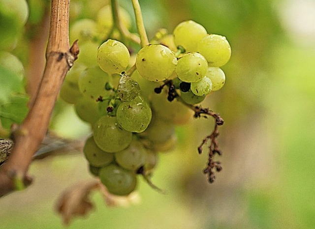 In Buchholz hat Weinbau Tradition.  | Foto: Nicolas Armer (dpa)