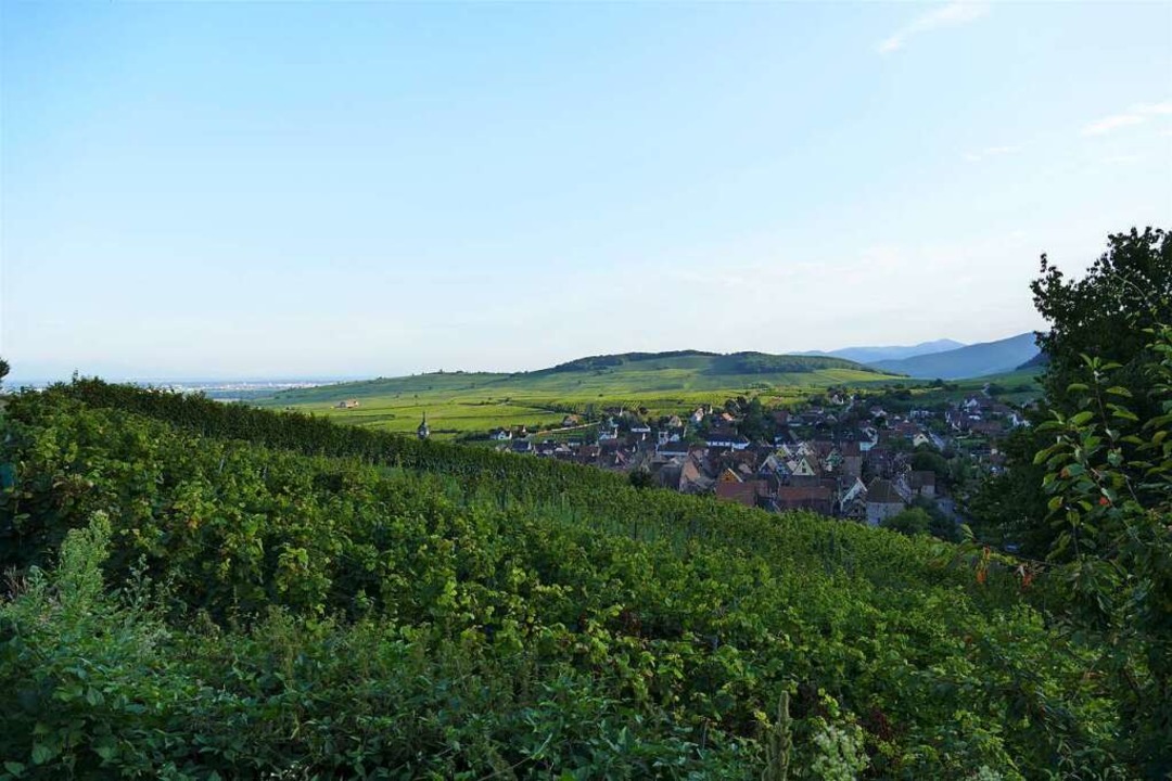 Aussicht vom Schoenenbourg auf Riquewihr  | Foto: Silke Kohlmann