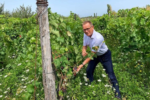 Paulin Kpfer in einem georgischen Rebberg.  | Foto: privat