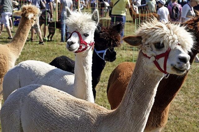 Tierschau beim Weidefest