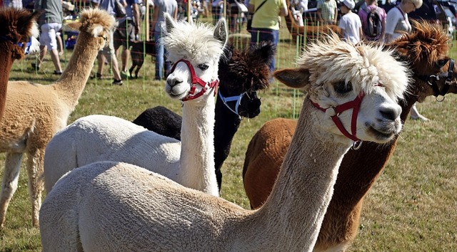 Beim Weidefest in Gersbach wird es auch wieder Tiere geben.  | Foto: Rolf Strohm