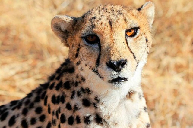 Eines der weiblichen Geparden steht in...etah Conservation Fund in Otjiwarongo.  | Foto: Tim Hofmann (dpa)