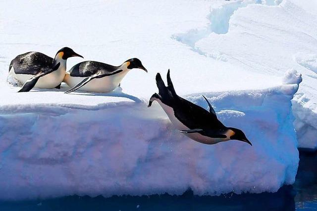 Forscher frchten Kipppunkt, der die Eisschmelze unumkehrbar macht