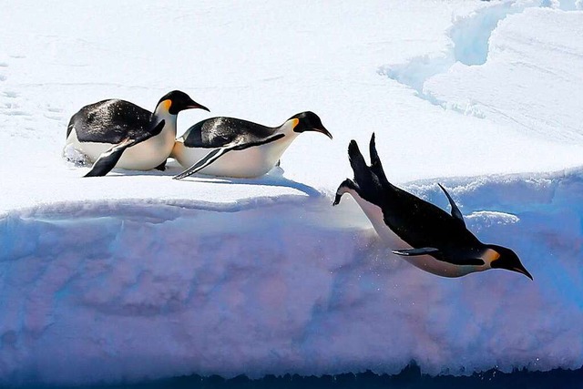 Auch die Tierwelt der Antarktis ist von der Eisschmelze bedroht.  | Foto: Liu Shiping (dpa)