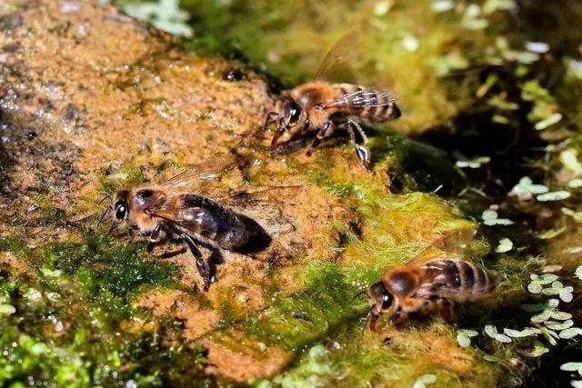 Honigbienen erfrischen sich an einem Teich in St. Georgen