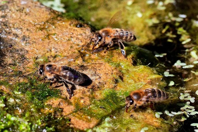 Honigbienen  | Foto: Helge Krner