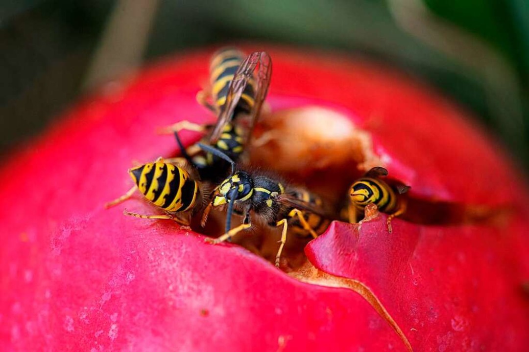 Die Natur lässt nichts  ungenutzt: Bie... freuen sich über Äpfel auf dem Boden.  | Foto: Wolfgang Scheu