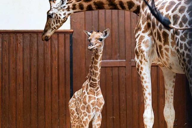 Nachwuchs bei Giraffen im Basler Zoo: Tufani wiegt bei der Geburt schon 60 Kilo