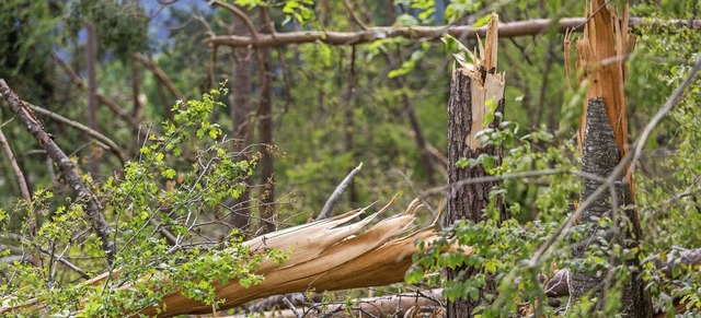 Wo wie hier im Jahr 2015 ein Tornado e...n die Natur lsst und sie untersttzt.  | Foto: Carlotta Huber