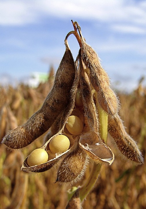 Der Sojaanbau weltweit wächst.  | Foto: Junior Gobira  (stock.adobe.com)