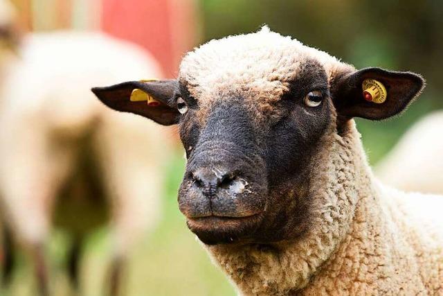 Verdacht auf Wolfsriss: Totes Schaf in Wieden entdeckt