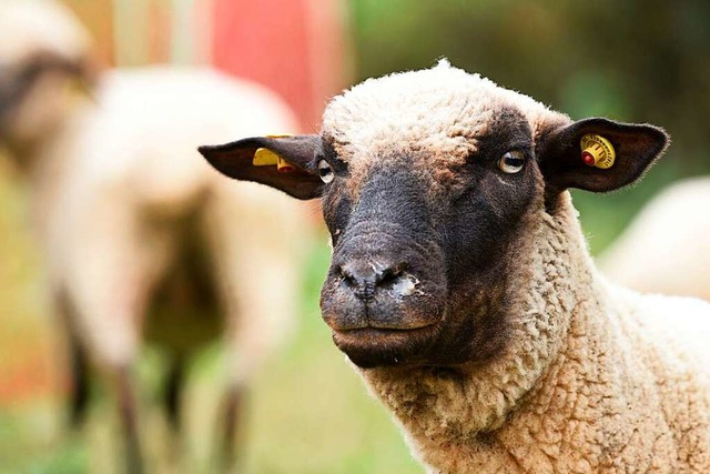 Ein Schaf  | Foto: Rita Eggstein