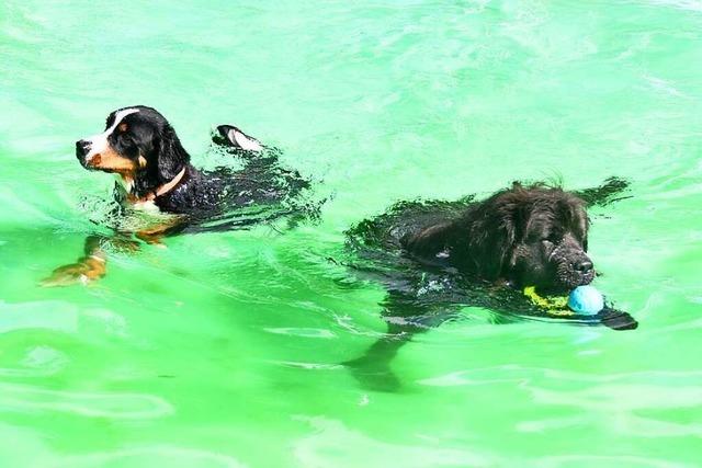 Hunde genieen das Schwimmen im Schweigmatter Hhenbad