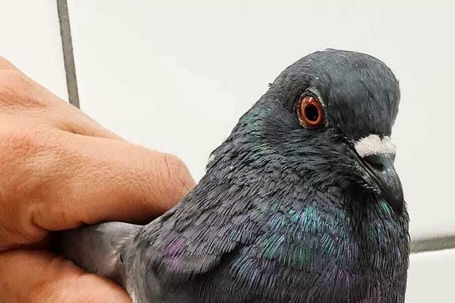Zweite verletzte Taube innerhalb weniger Tage in Lahr gefunden