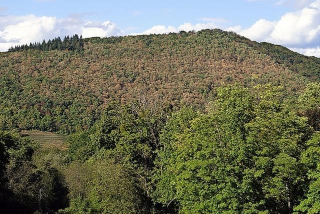 Laubwald ist schon braun