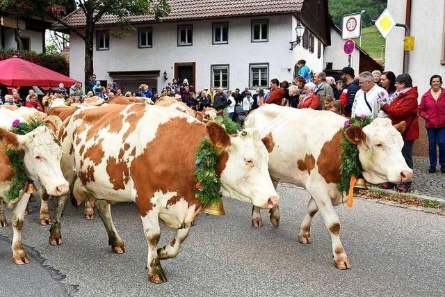Foto: Alm-Abtrieb und Bauernolympiade in Simonswald