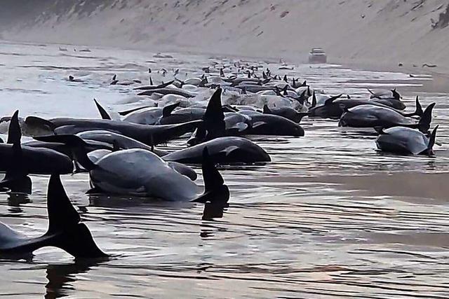 Nach genau zwei Jahren: Wieder Massenstrandung von Walen in Tasmanien