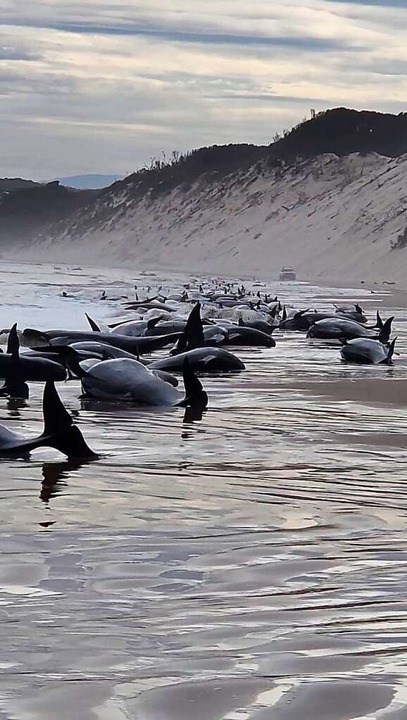 Etwa 230 Wale sind an der Westküste Ta... vor der Südostküste gestrandet waren.  | Foto: Andrew Breen (dpa)