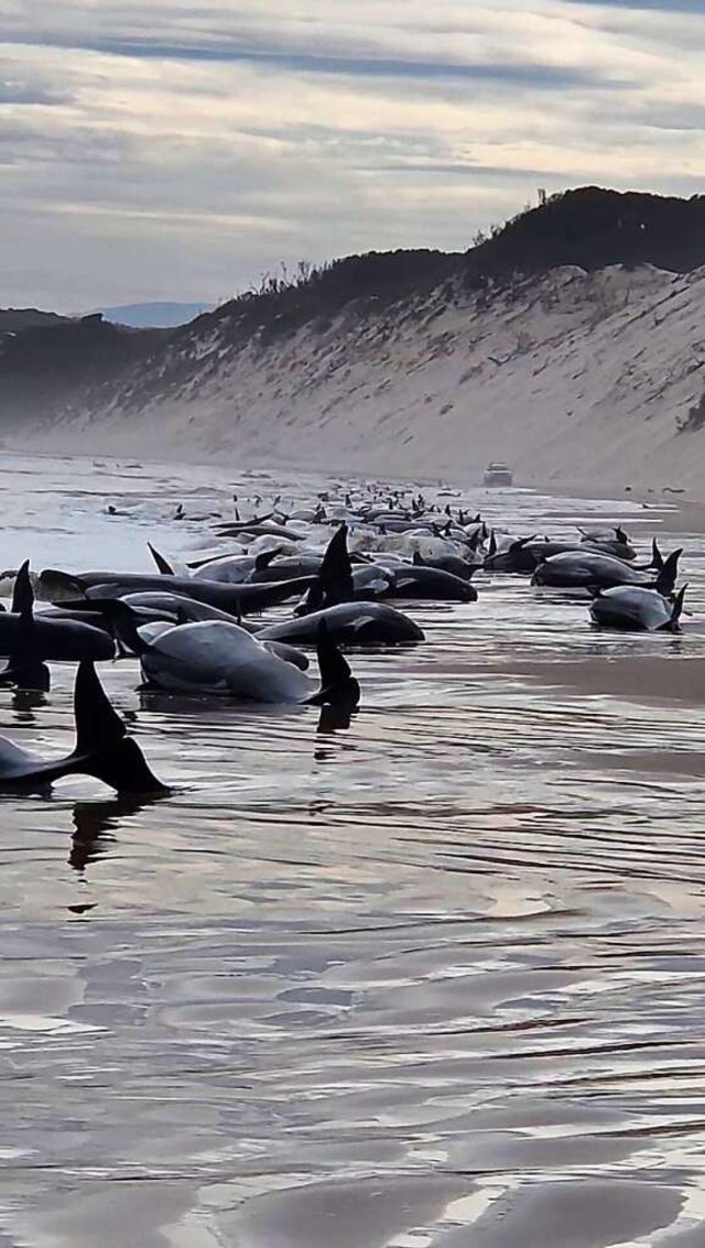 Etwa 230 Wale sind an der Westkste Ta... vor der Sdostkste gestrandet waren.  | Foto: Andrew Breen (dpa)