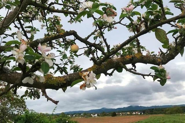 Nach einer mageren Ernte blhen die Obstbume im Herbst