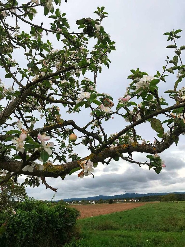 Apfelbume Mitten im September stehen ...d, die bei der Ernte vergessen wurden.  | Foto: Karl Witzigmann