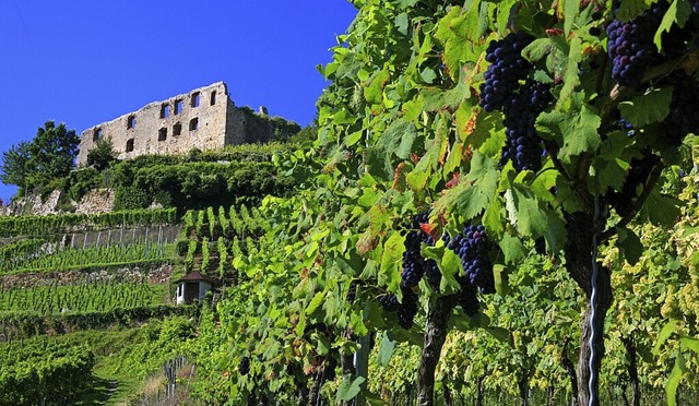 Die Burgruine Staufen oberhalb der Sta...ischen Breisgau und Markgrflerland.    | Foto: Thomas Coch