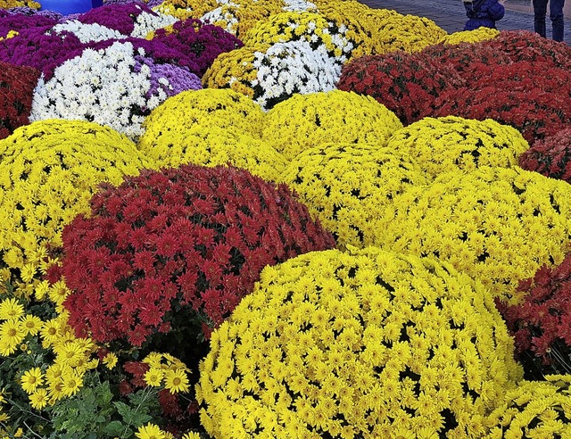 Rot-, Gelb-,   Lilatne: Die Chrysanthema ist farbenfroh.  | Foto: Christian Kramberg