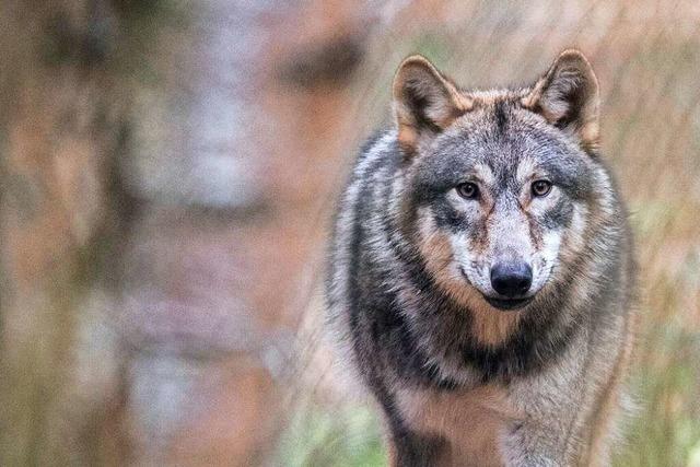 Erstmals Spuren eines Wolfs in Schopfheim nachgewiesen