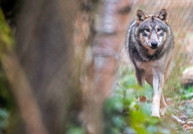 An welcher Stelle der Wolf auf Schopfh...utzes nicht kommuniziert (Symbolbild).  | Foto: Boris Roessler (dpa)