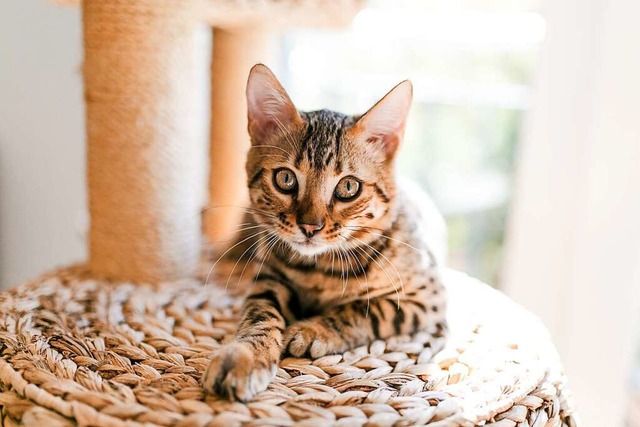 Katzen sind fr ihre Besitzer oft lang...ge Begleiter und Freunde (Symbolfoto).  | Foto: Julia Knoerzer