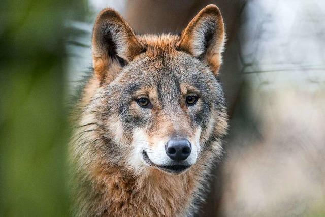 Wolfsverdacht in Rickenbach