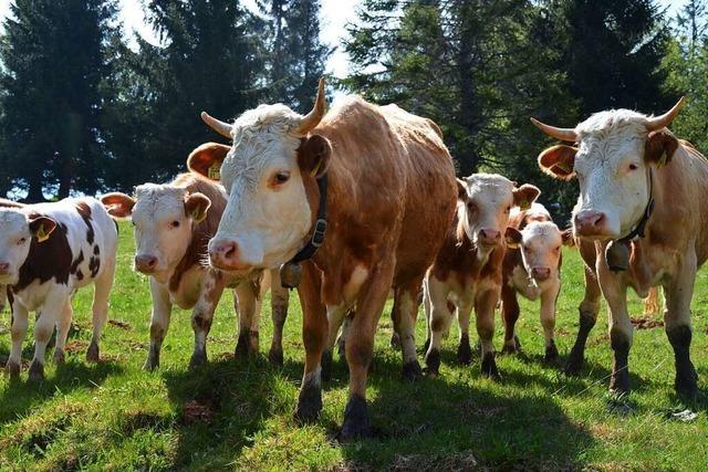 Initiative wirbt für die Bedeutung des Hinterwälder Rinds im Schwarzwald